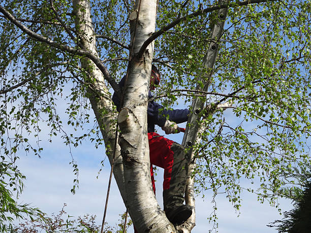 How Our Tree Care Process Works  in  Toledo, IL